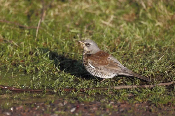 Fieldfare，鸫 pilaris. — 图库照片