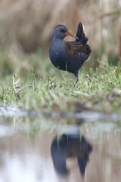 Water Rail, Rallus aquaticus — Stockfoto