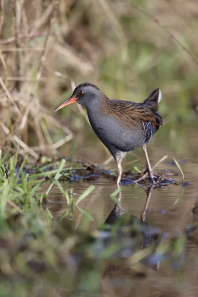 Water Rail, Rallus aquaticus — Stockfoto