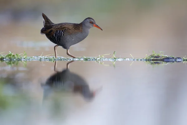 Ferrocarril acuático, Rallus aquaticus —  Fotos de Stock