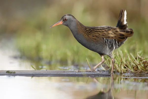 Su demiryolu, rallus aquaticus — Stok fotoğraf