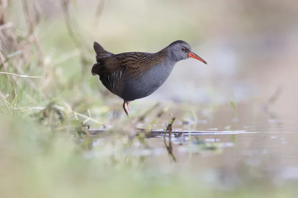 Canale navigabile, Rallus aquaticus — Foto Stock