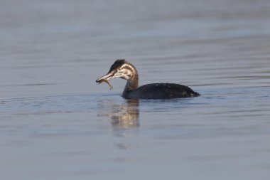 büyük tepeli batağan, podiceps cristatus