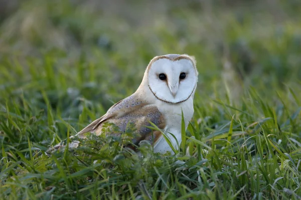 Coruja de celeiro, Tyto alba — Fotografia de Stock