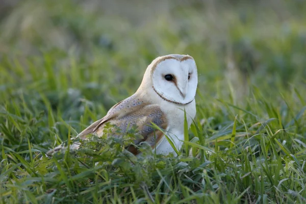 Barn owl, Tyto alba — Stock Photo, Image