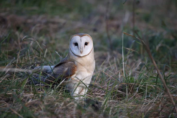 バーンフクロウ, Tyto alba — ストック写真