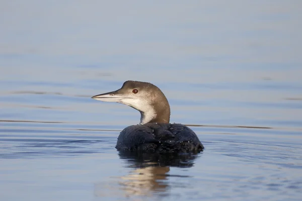 Groot-northern diver, gavia immer — Stockfoto