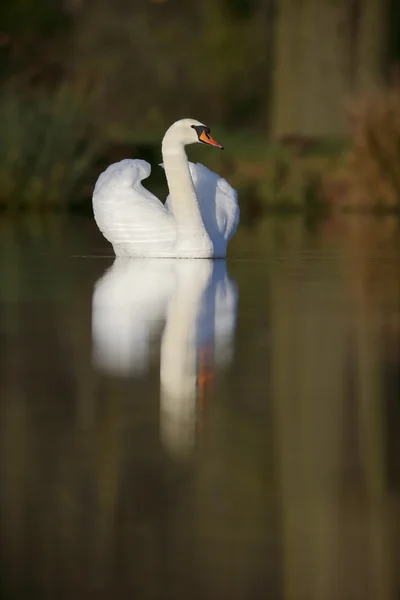 Mute swan,Cygnus olor — Stock Photo, Image