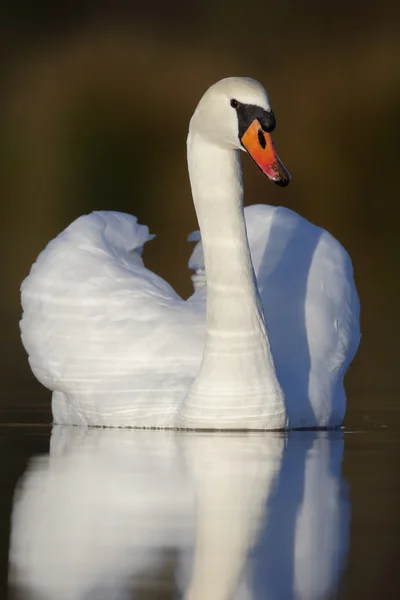 Mute swan,Cygnus olor — Stock Photo, Image