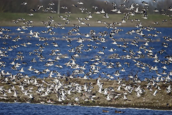 Kara kuyruklu Godwit, Limosa limozası — Stok fotoğraf