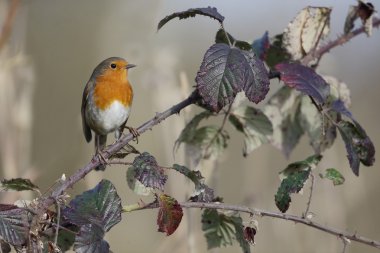 Robin, Erithacus rubecula
