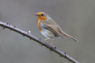 Robin, Erithacus rubecula