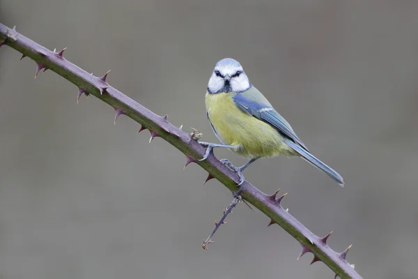 Teta azul, Parus caeruleus — Foto de Stock