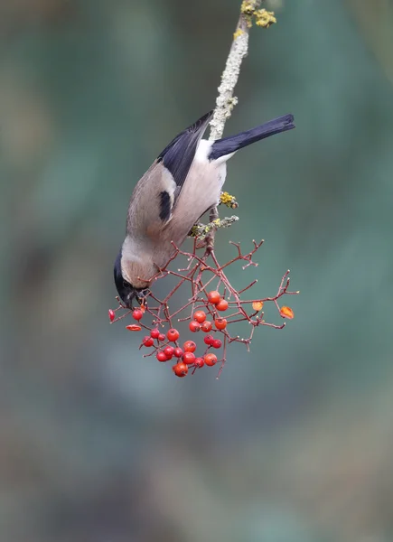 Chardonneret, Pyrrhula pyrrhula — Photo