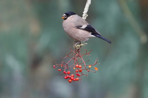 Cardellino, Pyrrhula pyrhula — Foto Stock