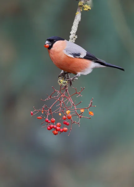 Domherre, pyrrhula pyrrhula — Stockfoto