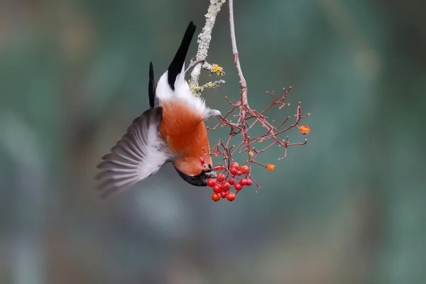 Bullfinch, Pyrrhula pyrrhula — Stock Photo, Image