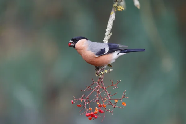 Cardellino, Pyrrhula pyrhula — Foto Stock