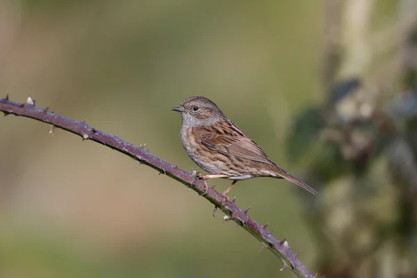 Erdei szürkebegy, Prunella modularis — Stock Fotó