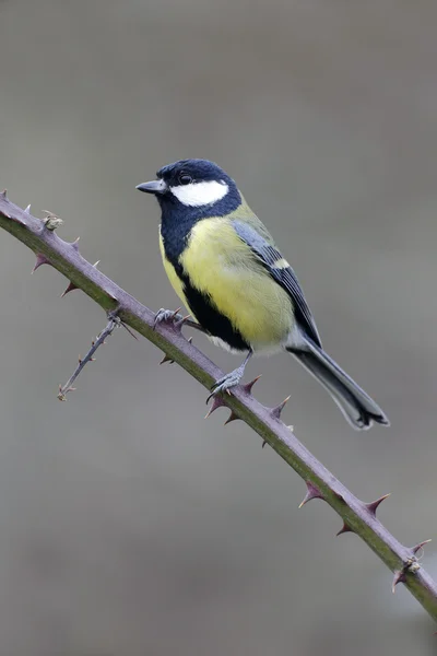 Kohlmeise, parus major — Stockfoto