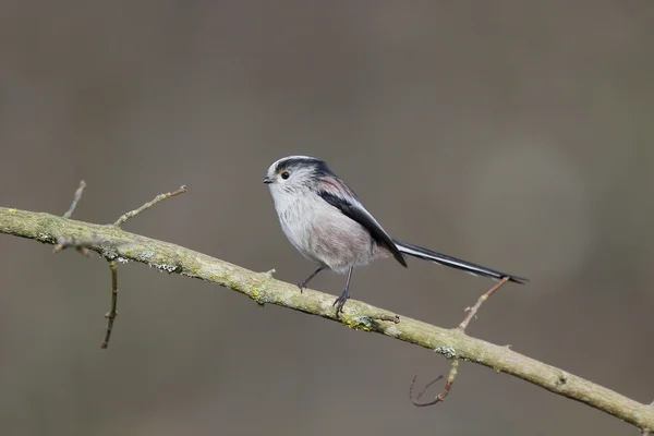 Teta de cola larga, Aegithalos caudatus —  Fotos de Stock