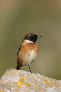 Stonechat, Saxicola torquata