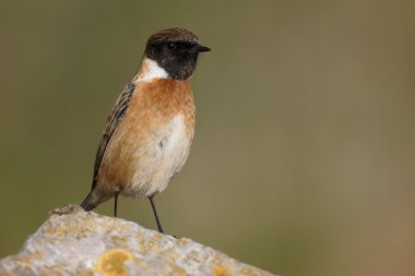 Stonechat, Saxicola torquata
