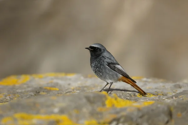 Zwarte roodbaars, Phoenicurus ochruros — Stockfoto