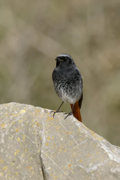 Černý červený start, Phoenicurus ochruros — Stock fotografie