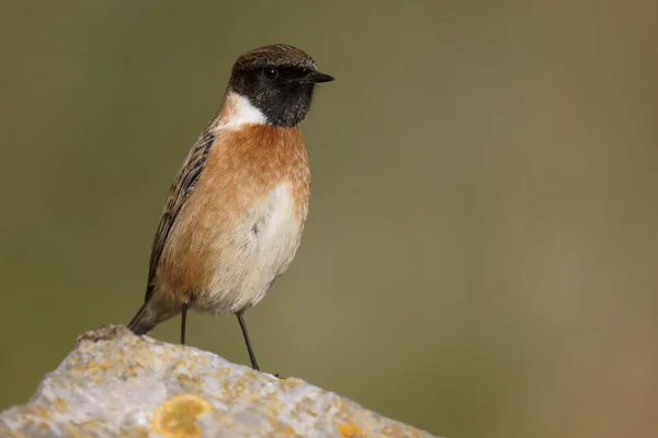 Schwarzkehlchen, Saxicola torquata — Stockfoto