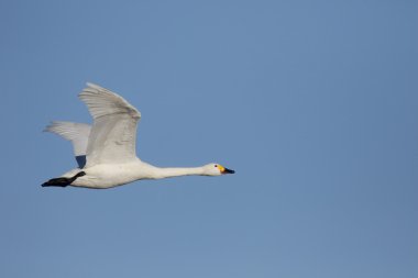 bewicks kuğu, kuğu bewickii    
