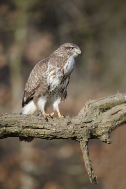 Yaygın Şahin, Buteo buteo
