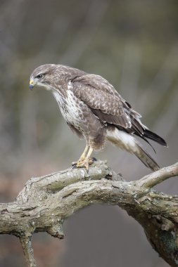 Yaygın Şahin, Buteo buteo