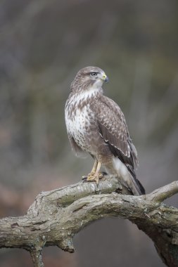 Yaygın Şahin, Buteo buteo