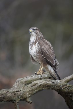 Yaygın Şahin, Buteo buteo