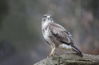 Yaygın Şahin, Buteo buteo