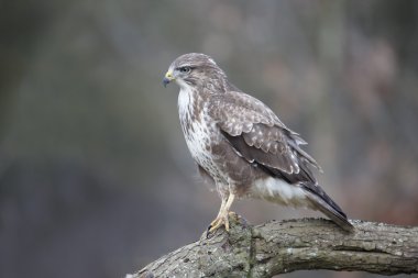 Yaygın Şahin, Buteo buteo