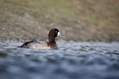 büyük scaup, aythya marila