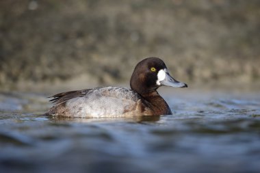 büyük scaup, aythya marila