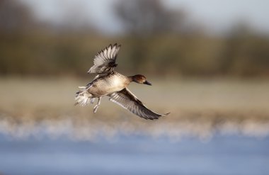 Kuzey Kılkuyruk, anas acuta