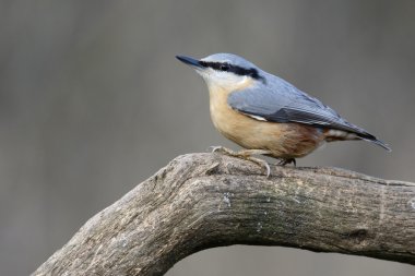 Sıvacı kuşu, sitta europaea                