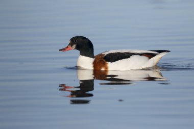 Shelduck, Tadorna tadorna