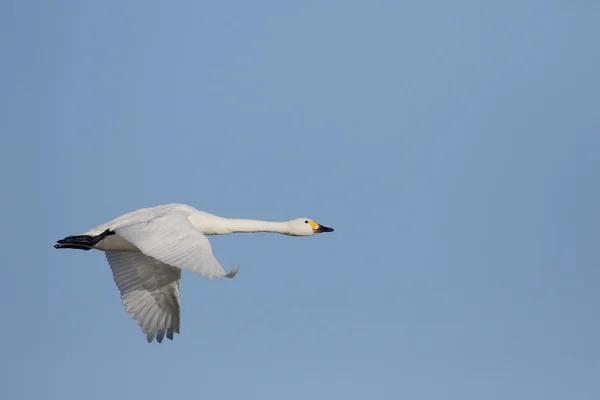 Bewicks swan, Cygnus bewickii — Stock Photo, Image