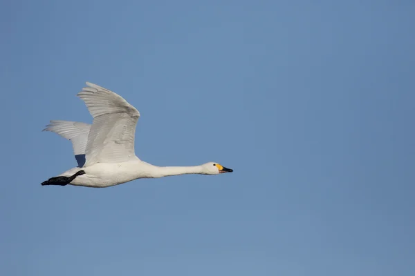 Cisne de Bewicks, Cygnus bewickii — Fotografia de Stock