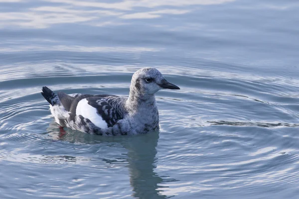 Black guillemot, Cepphus grylle — Stock Photo, Image