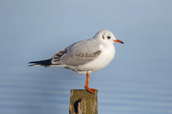 Svarthuvad mås, Larus ridibundus — Stockfoto