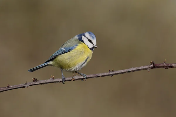 青シジュウカラ、ヤマガラ caeruleus — ストック写真