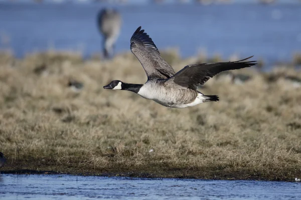 Canadese gans, Branta canadensis — Stockfoto