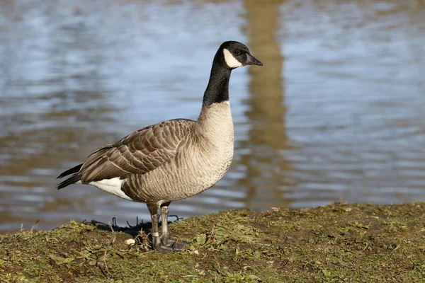 Richardsons Canada goose, Branta hutchinsii hutchinsii — Stock Photo, Image