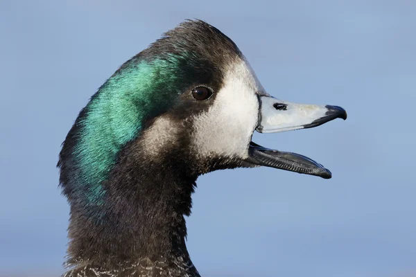 奇洛埃 wigeon，阿纳斯 sibilatrixi — 图库照片